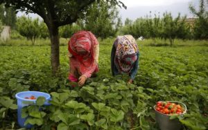 العمال المغاربة في إسبانيا يشكلون أكبر قوة عاملة أجنبية