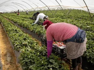 العمال المغاربة في قطاع الزراعة الإسباني يجنون الفواكه والخضروات