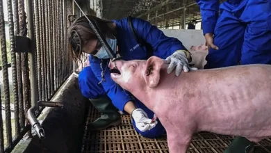 حمى الخنازير الأفريقية