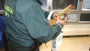 فحص صحي للديوك المصابة يظهر علامات القتال والتعذيب