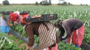 حماية حقوق العمال المهاجرين في إسبانيا