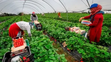 إلى متى يستمر استغلال مهاجرون ضحايا الاستغلال المفرط في حقول الفراولة بإسبانيا؟؟؟.