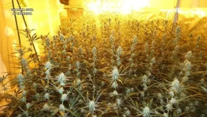 نباتات القنب الهندي المحجوزة في عملية ريبوليت