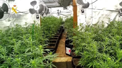 ماريخوانا في شقة بجهة برشلونة زراعة وتسويق