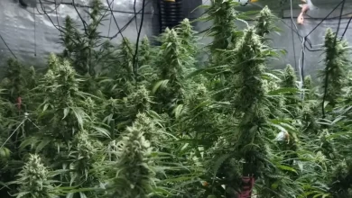 تفكيك مزرعة ماريخوانا بتيراسا جهة برشلونة: ضبط 414 نبتة واعتقال شخصين.