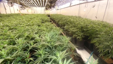 تفكيك مزرعة ماريخوانا في باربيرا ديل فاييس جهة برشلونة – 1200 نبتة وأربعة موقوفين.